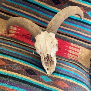 Home decor! Auodad sheep skull.